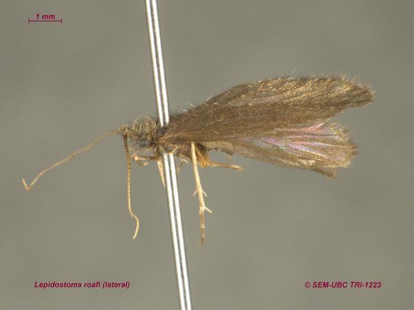 Photo of Lepidostoma roafi by Spencer Entomological Museum